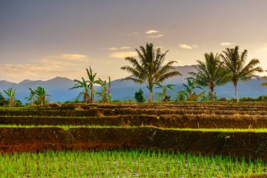 Beautiful morning view indonesia panorama landscape paddy fields with beauty color and sky natural light