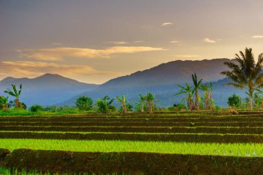 Beautiful morning view indonesia panorama landscape paddy fields with beauty color and sky natural light