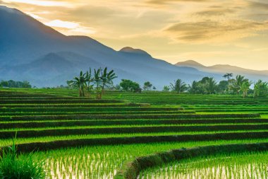 Beautiful morning view indonesia panorama landscape paddy fields with beauty color and sky natural light