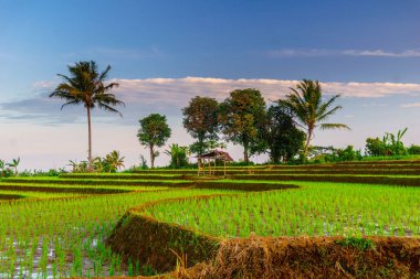 Beautiful morning view indonesia panorama landscape paddy fields with beauty color and sky natural light