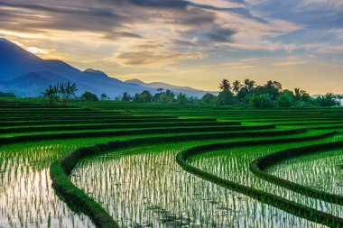 Beautiful morning view indonesia panorama landscape paddy fields with beauty color and sky natural light