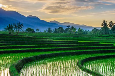 Beautiful morning view indonesia panorama landscape paddy fields with beauty color and sky natural light