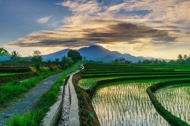Beautiful morning view indonesia panorama landscape paddy fields with beauty color and sky natural light