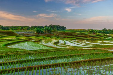 Beautiful morning view indonesia panorama landscape paddy fields with beauty color and sky natural light