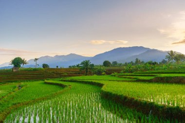 Beautiful morning view indonesia panorama landscape paddy fields with beauty color and sky natural light