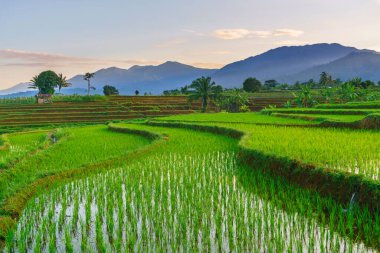 Beautiful morning view indonesia panorama landscape paddy fields with beauty color and sky natural light
