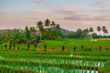 Beautiful morning view indonesia panorama landscape paddy fields with beauty color and sky natural light