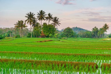 Beautiful morning view indonesia panorama landscape paddy fields with beauty color and sky natural light