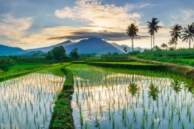 Beautiful morning view indonesia panorama landscape paddy fields with beauty color and sky natural light