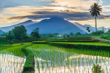 Beautiful morning view indonesia panorama landscape paddy fields with beauty color and sky natural light