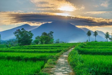 Beautiful morning view indonesia panorama landscape paddy fields with beauty color and sky natural light