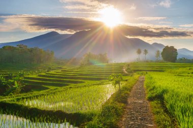 Beautiful morning view indonesia panorama landscape paddy fields with beauty color and sky natural light
