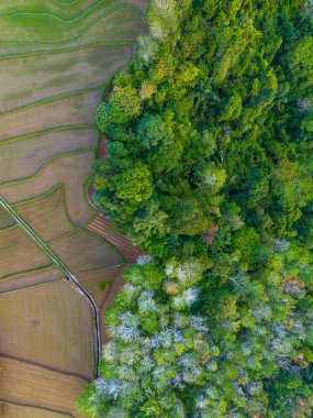 Beautiful morning view indonesia panorama landscape paddy fields with beauty color and sky natural light