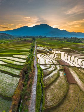 Beautiful morning view indonesia panorama landscape paddy fields with beauty color and sky natural light
