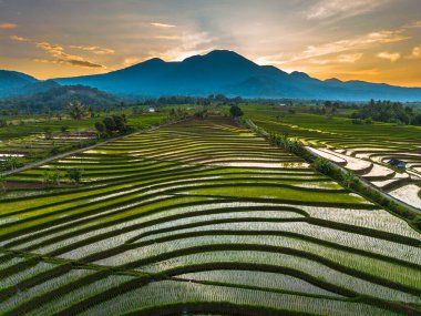Beautiful morning view indonesia panorama landscape paddy fields with beauty color and sky natural light
