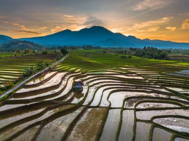Beautiful morning view indonesia panorama landscape paddy fields with beauty color and sky natural light