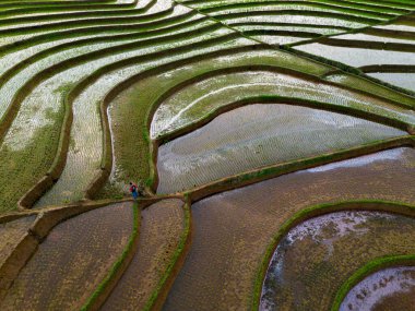 Beautiful morning view indonesia panorama landscape paddy fields with beauty color and sky natural light