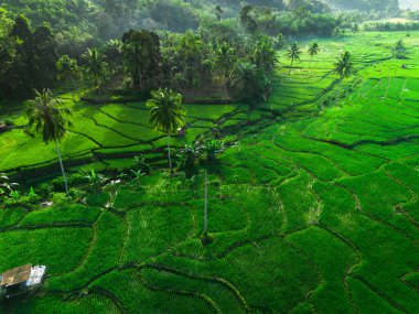 Beautiful morning view indonesia panorama landscape paddy fields with beauty color and sky natural light