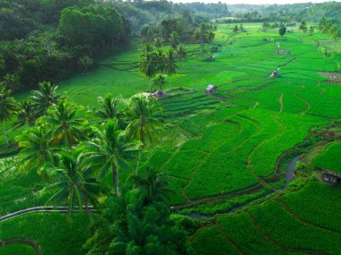 Beautiful morning view indonesia panorama landscape paddy fields with beauty color and sky natural light