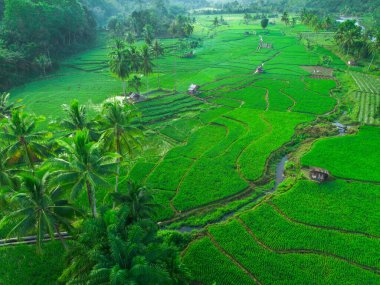 Beautiful morning view indonesia panorama landscape paddy fields with beauty color and sky natural light