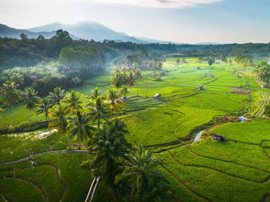 Beautiful morning view indonesia panorama landscape paddy fields with beauty color and sky natural light