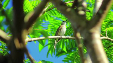 Güzel bir sabah manzarası Endonezya manzara ormanı güzellik rengi ve gökyüzü doğal ışığı