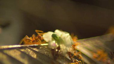 Güzel bir sabah manzarası Endonezya manzara ormanı güzellik rengi ve gökyüzü doğal ışığı