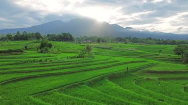 Güzel bir sabah manzarası Endonezya manzara ormanı güzellik rengi ve gökyüzü doğal ışığı