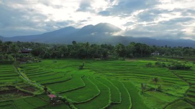 Güzel bir sabah manzarası Endonezya manzara ormanı güzellik rengi ve gökyüzü doğal ışığı