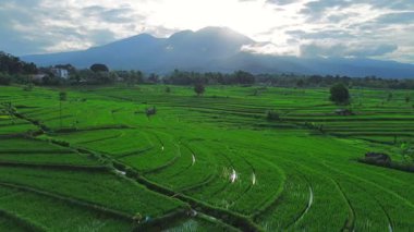 Güzel bir sabah manzarası Endonezya manzara ormanı güzellik rengi ve gökyüzü doğal ışığı