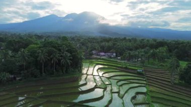 Güzel bir sabah manzarası Endonezya manzara ormanı güzellik rengi ve gökyüzü doğal ışığı