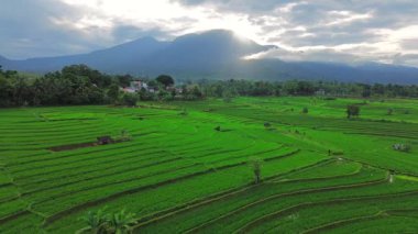 Güzel bir sabah manzarası Endonezya manzara ormanı güzellik rengi ve gökyüzü doğal ışığı