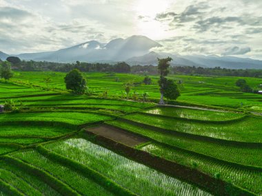 Beautiful morning view indonesia panorama landscape paddy fields with beauty color and sky natural light