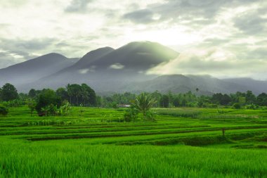 Beautiful morning view indonesia panorama landscape paddy fields with beauty color and sky natural light