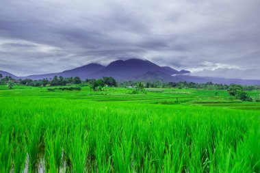 Beautiful morning view indonesia panorama landscape paddy fields with beauty color and sky natural light