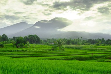 Beautiful morning view indonesia panorama landscape paddy fields with beauty color and sky natural light