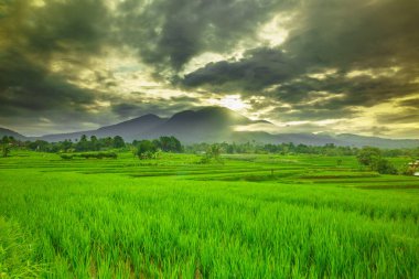 Beautiful morning view indonesia panorama landscape paddy fields with beauty color and sky natural light