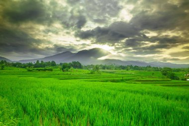 Beautiful morning view indonesia panorama landscape paddy fields with beauty color and sky natural light