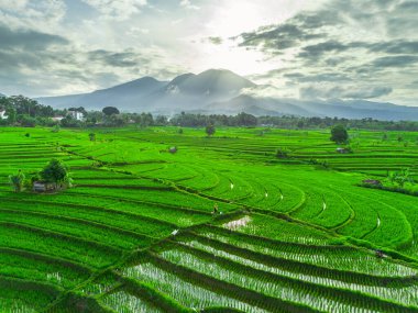 Beautiful morning view indonesia panorama landscape paddy fields with beauty color and sky natural light