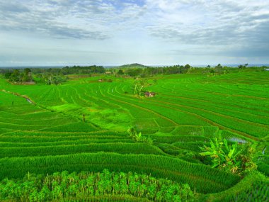Beautiful morning view indonesia panorama landscape paddy fields with beauty color and sky natural light