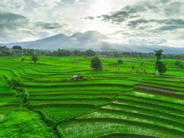 Beautiful morning view indonesia panorama landscape paddy fields with beauty color and sky natural light