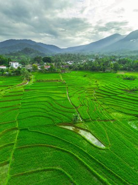 Beautiful morning view indonesia panorama landscape paddy fields with beauty color and sky natural light