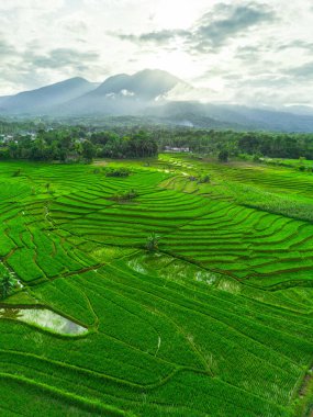Beautiful morning view indonesia panorama landscape paddy fields with beauty color and sky natural light