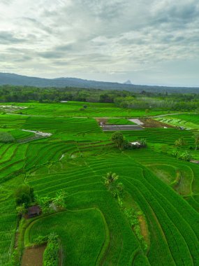 Beautiful morning view indonesia panorama landscape paddy fields with beauty color and sky natural light