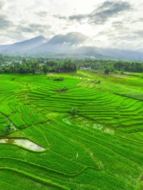 Beautiful morning view indonesia panorama landscape paddy fields with beauty color and sky natural light