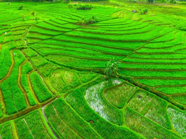 Beautiful morning view indonesia panorama landscape paddy fields with beauty color and sky natural light