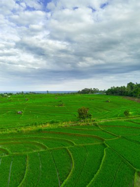 Beautiful morning view indonesia panorama landscape paddy fields with beauty color and sky natural light