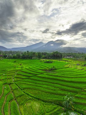 Beautiful morning view indonesia panorama landscape paddy fields with beauty color and sky natural light