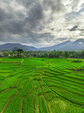 Beautiful morning view indonesia panorama landscape paddy fields with beauty color and sky natural light