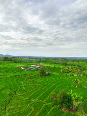 Beautiful morning view indonesia panorama landscape paddy fields with beauty color and sky natural light